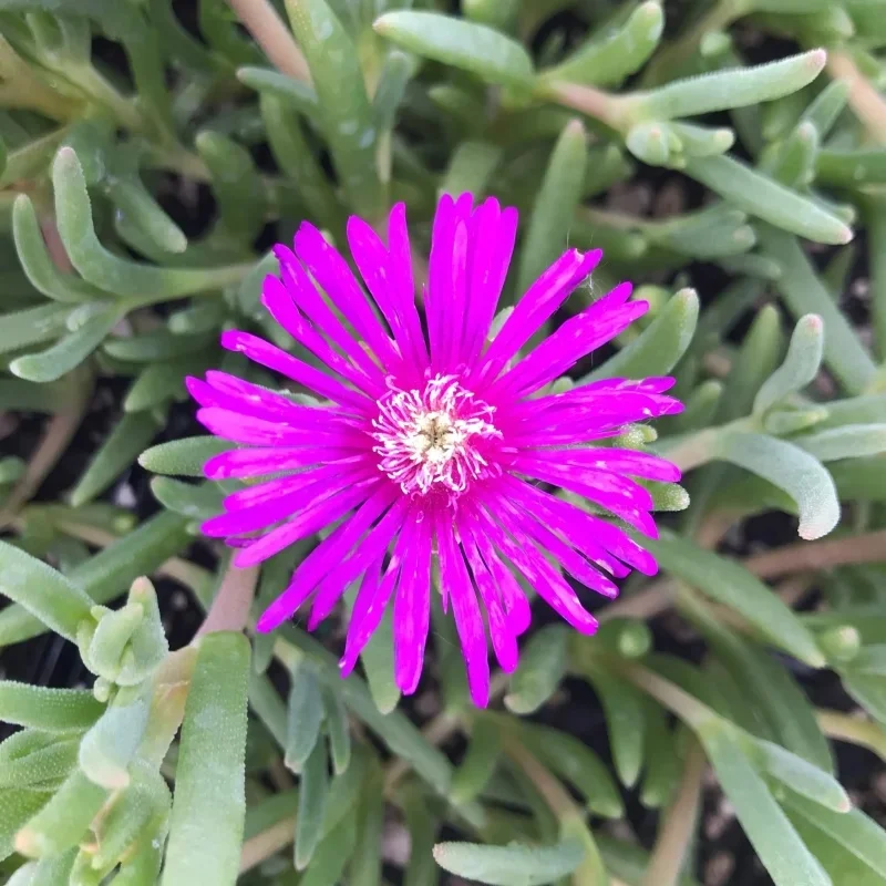 Coopers Hardy Iceplant