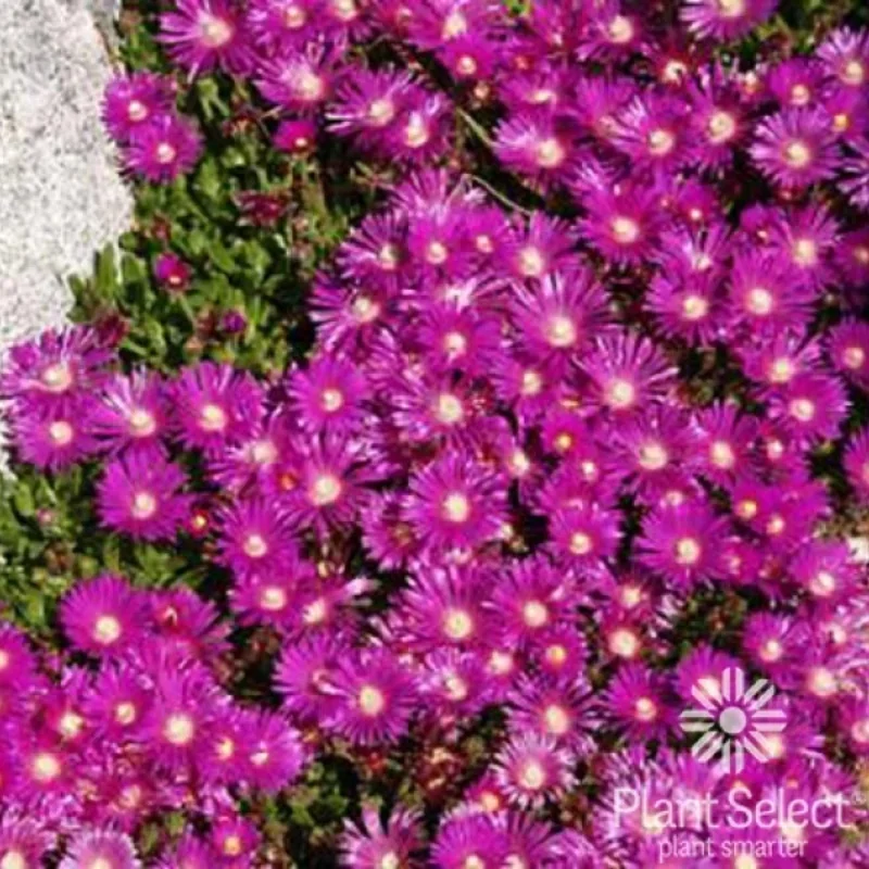 Hardy Ice Plant