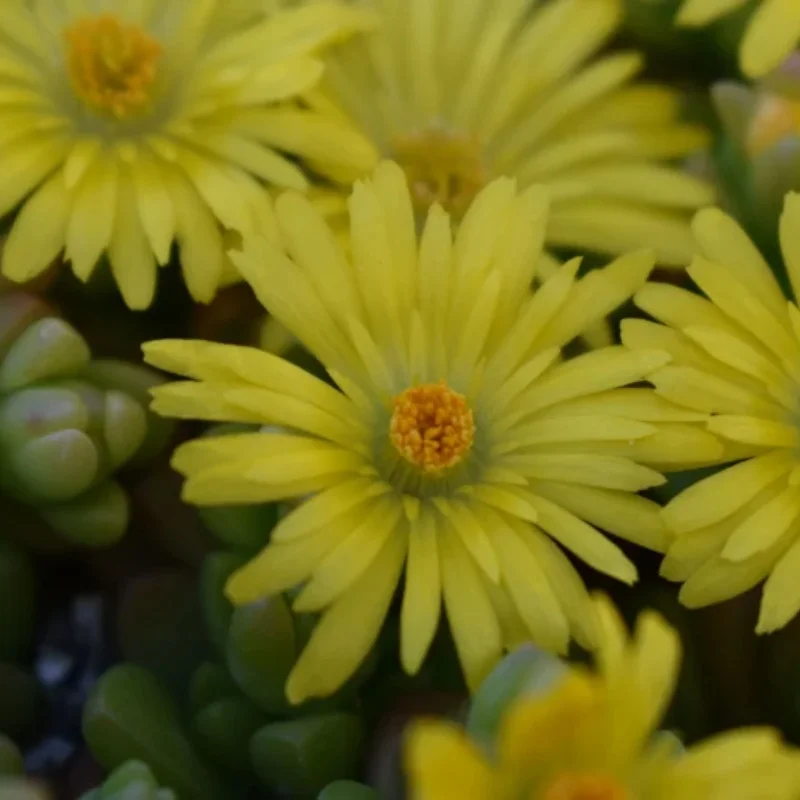 Yellow Hardy Iceplant