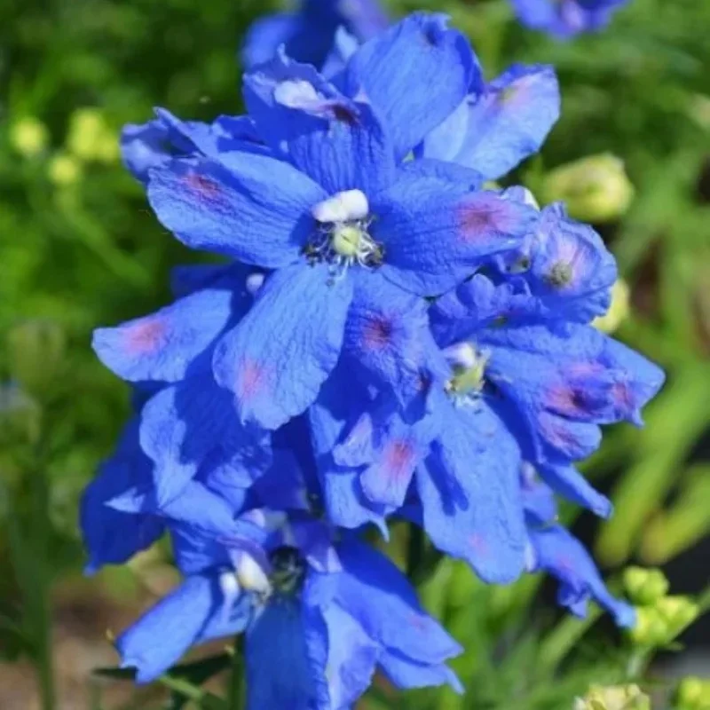 Larkspur