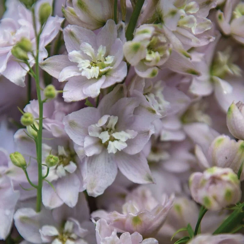 Larkspur