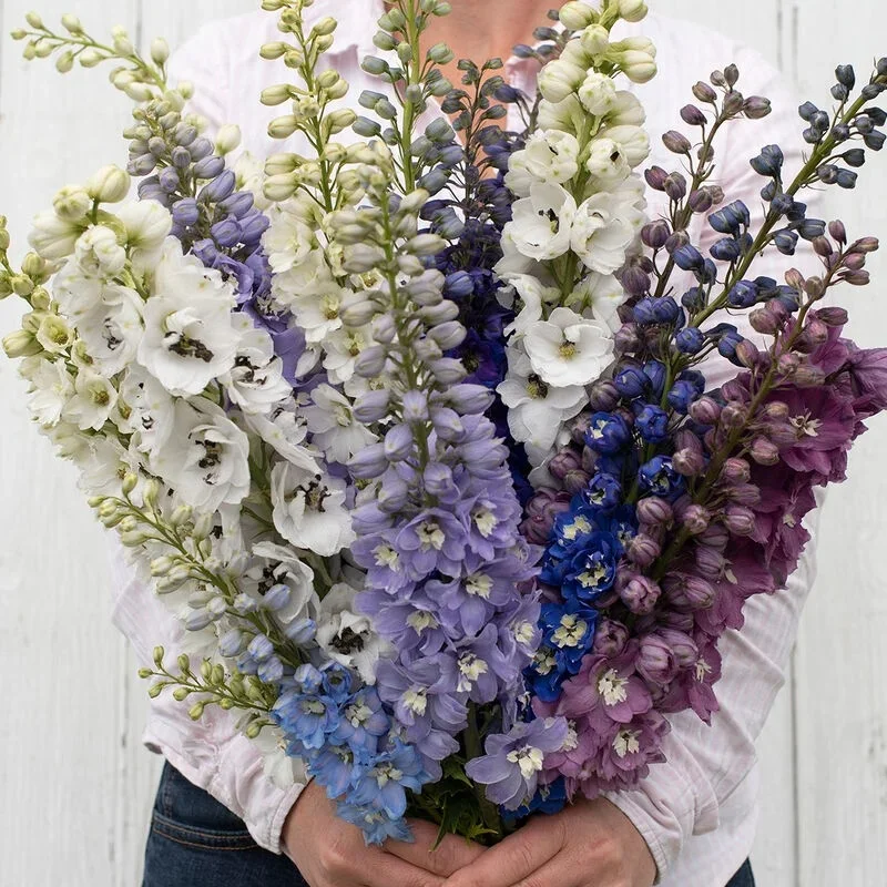 Larkspur