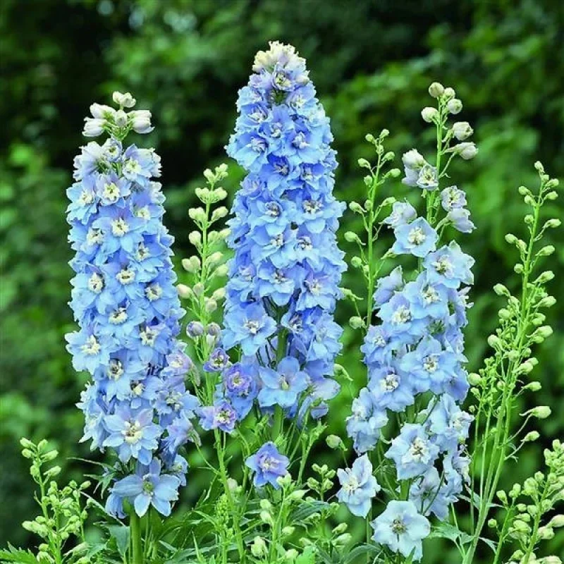 Larkspur