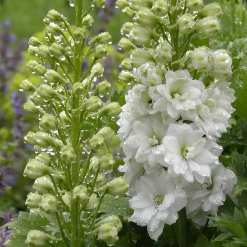 Larkspur