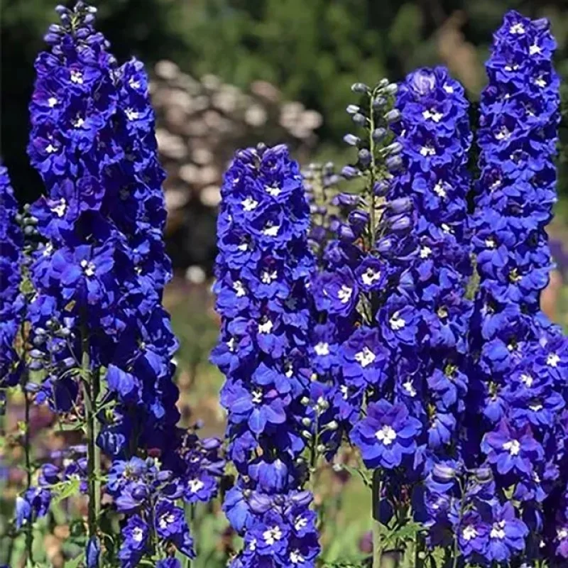 Larkspur