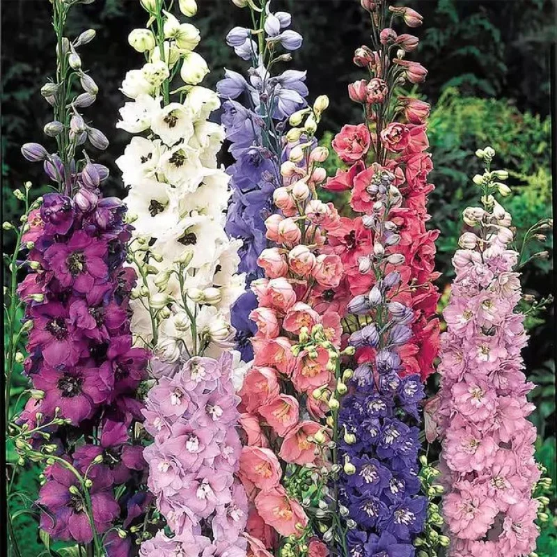 Larkspur