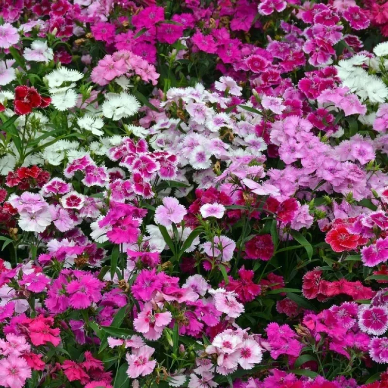 Sweet William