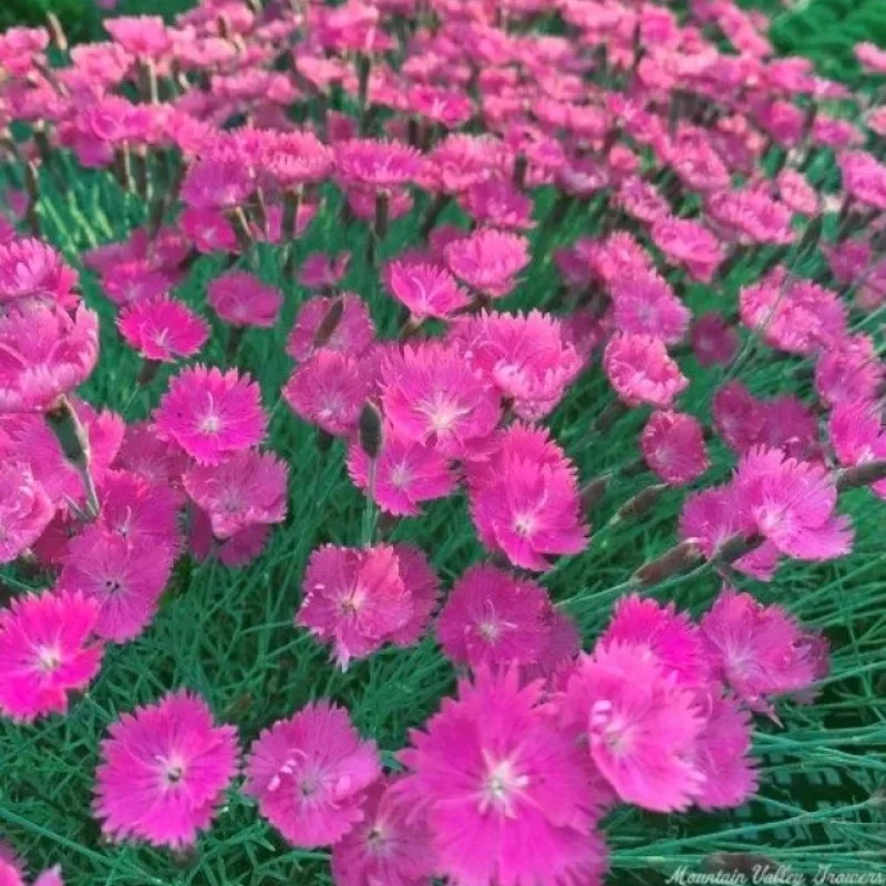Cheddar Pink