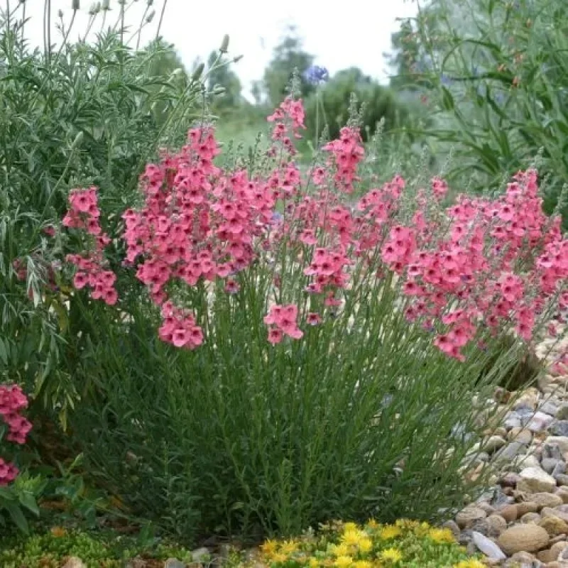Twinspur