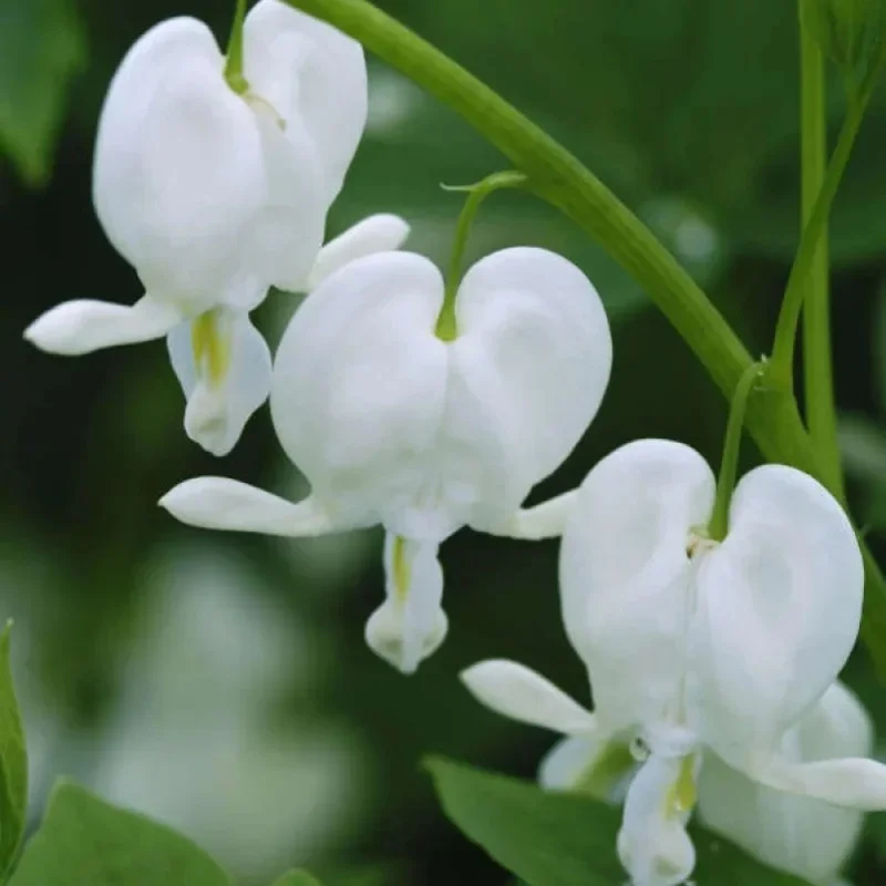 Old-Fashioned Bleeding Heart