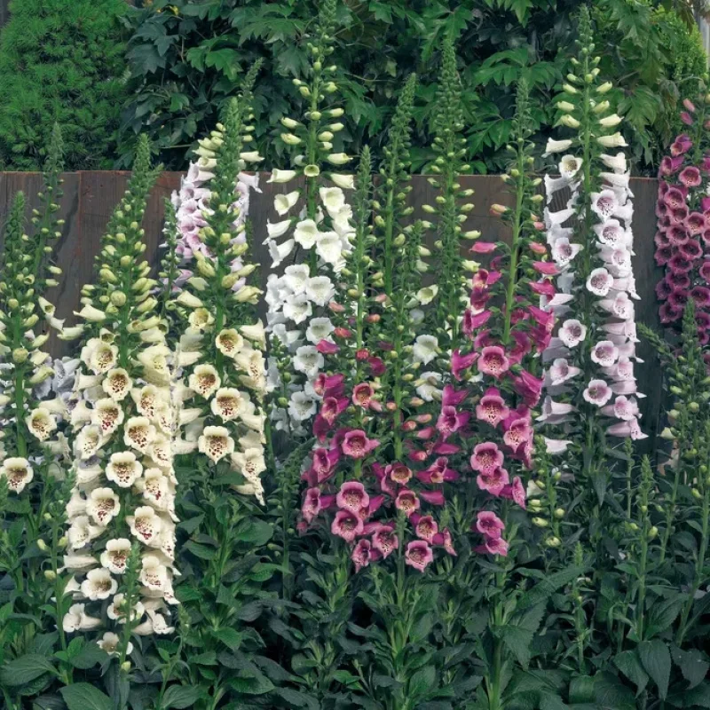 Foxglove