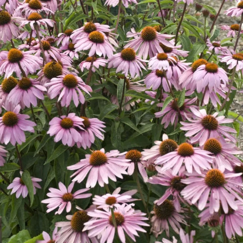 Coneflower, Purple Coneflower