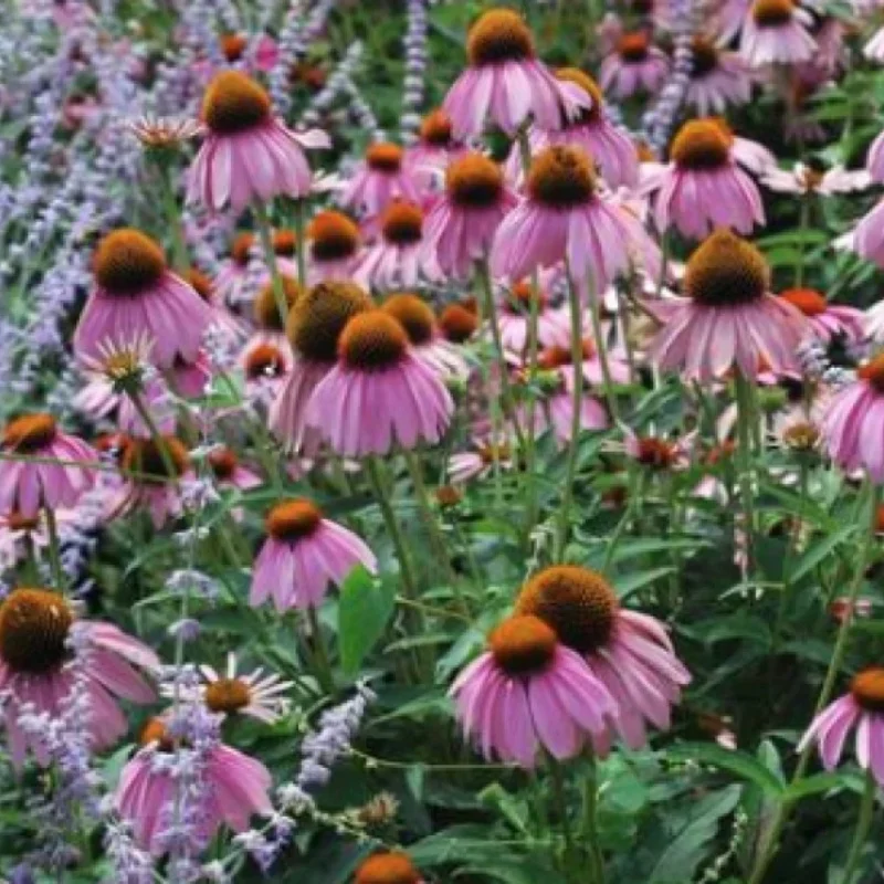 Ruby Star Coneflower