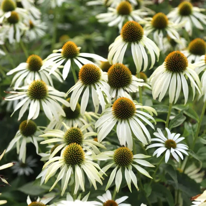 Coneflower