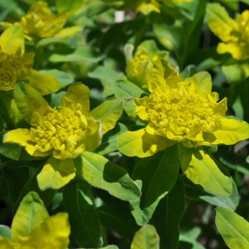 Cushion Spurge