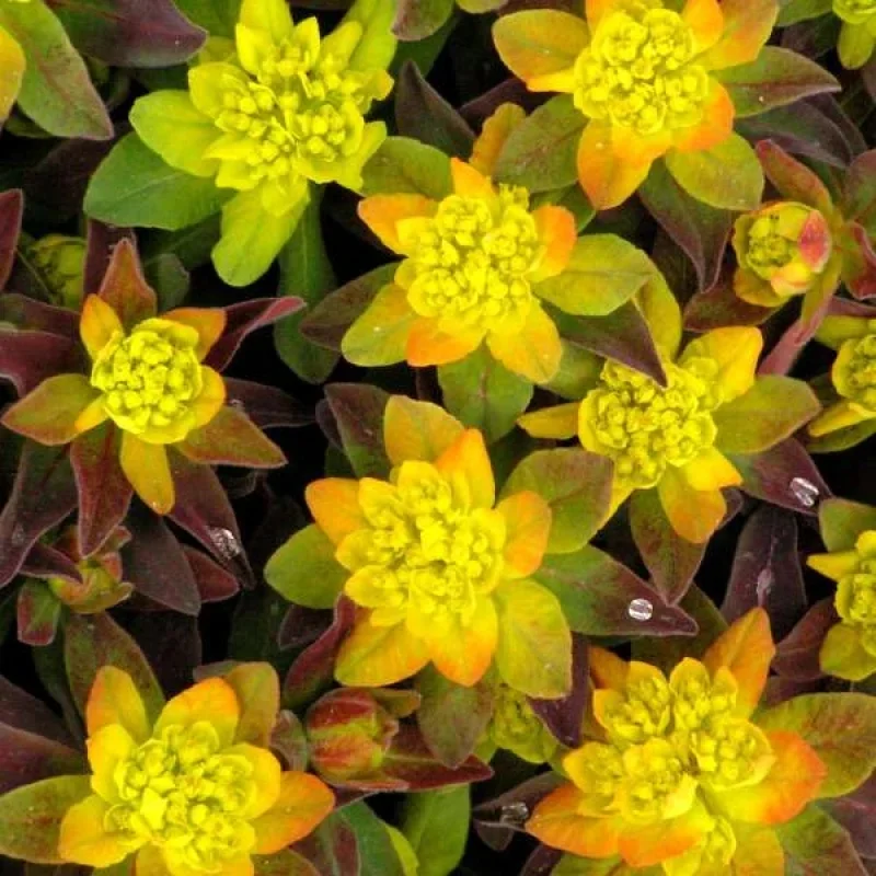 Spurge
