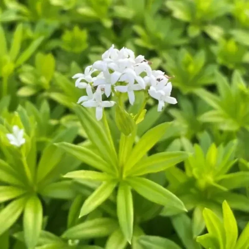 Sweet Woodruff