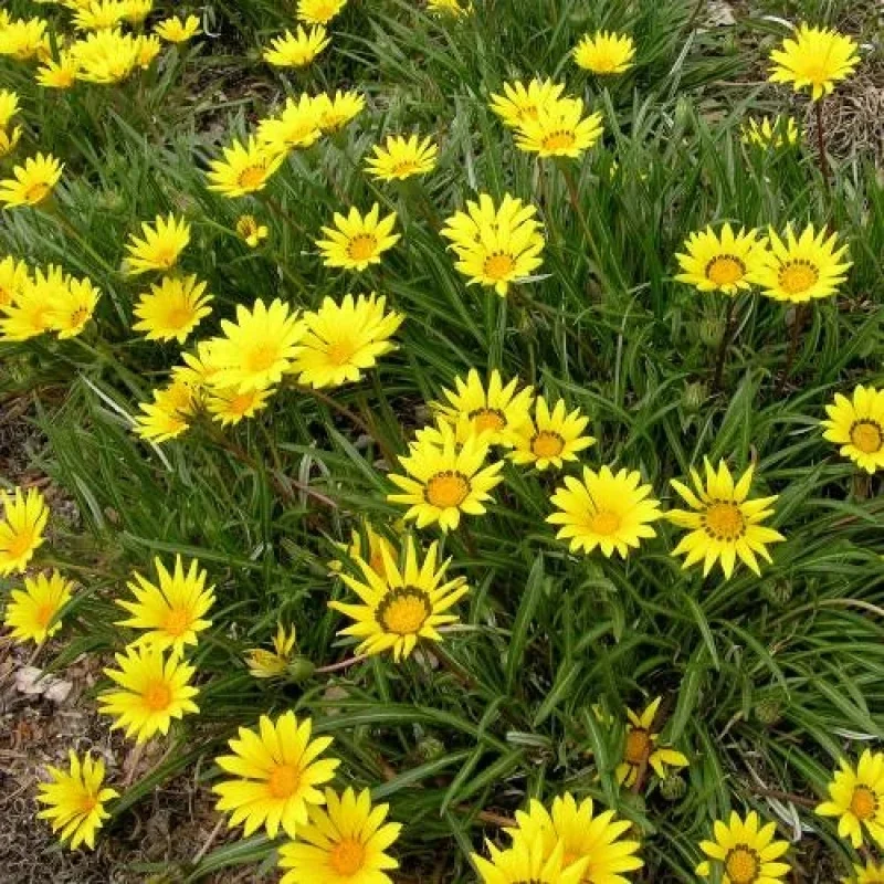 Gazania