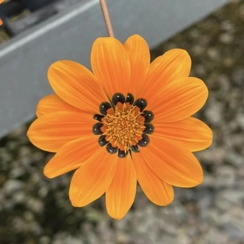 Gazania