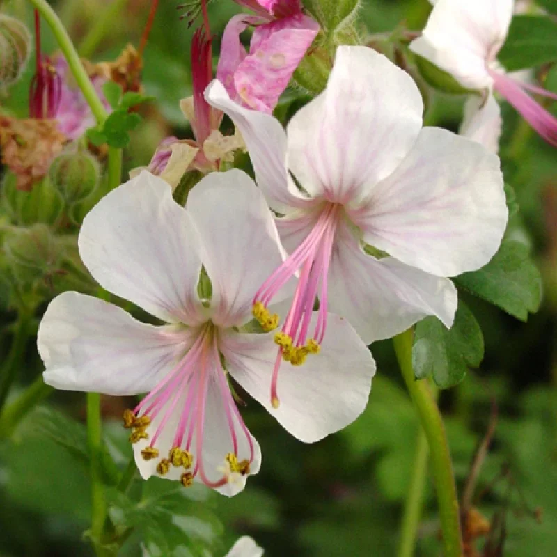 Cranesbill