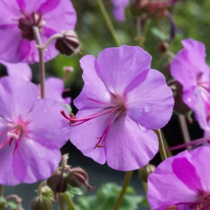 Cranesbill