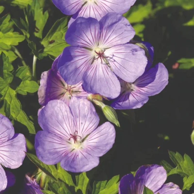 Cranesbill