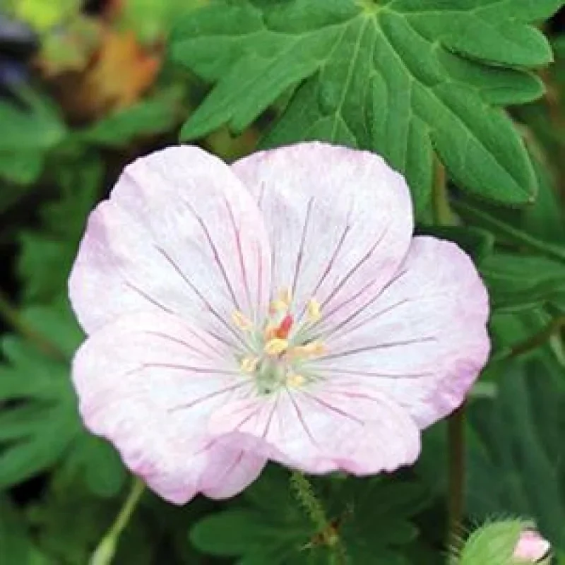 Cranesbill