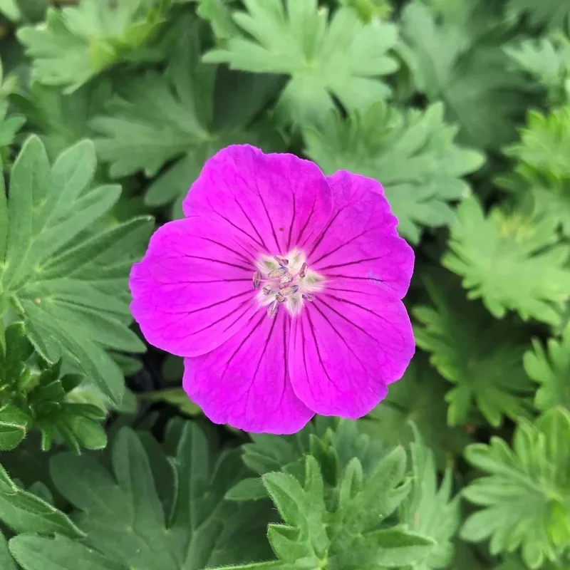 Cranesbill