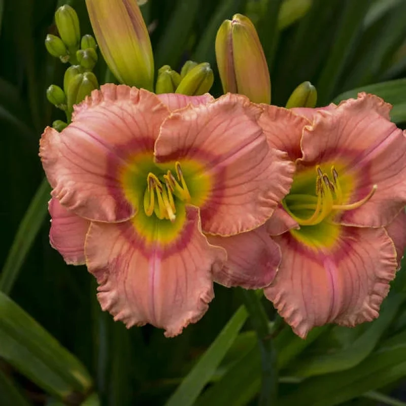 Daylily
