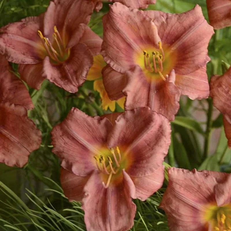 Daylily