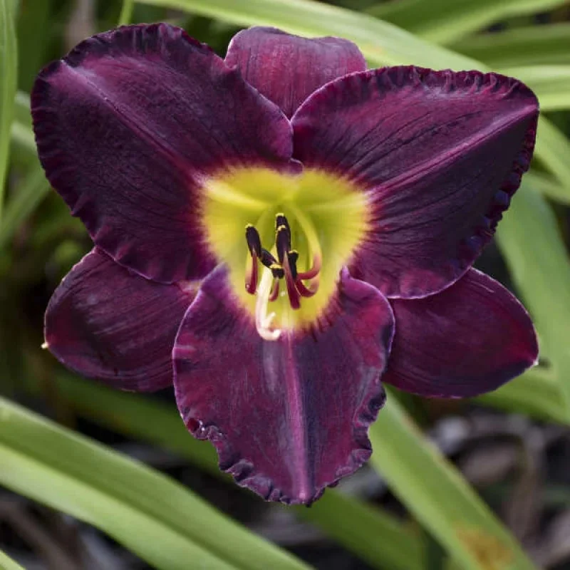 Daylily