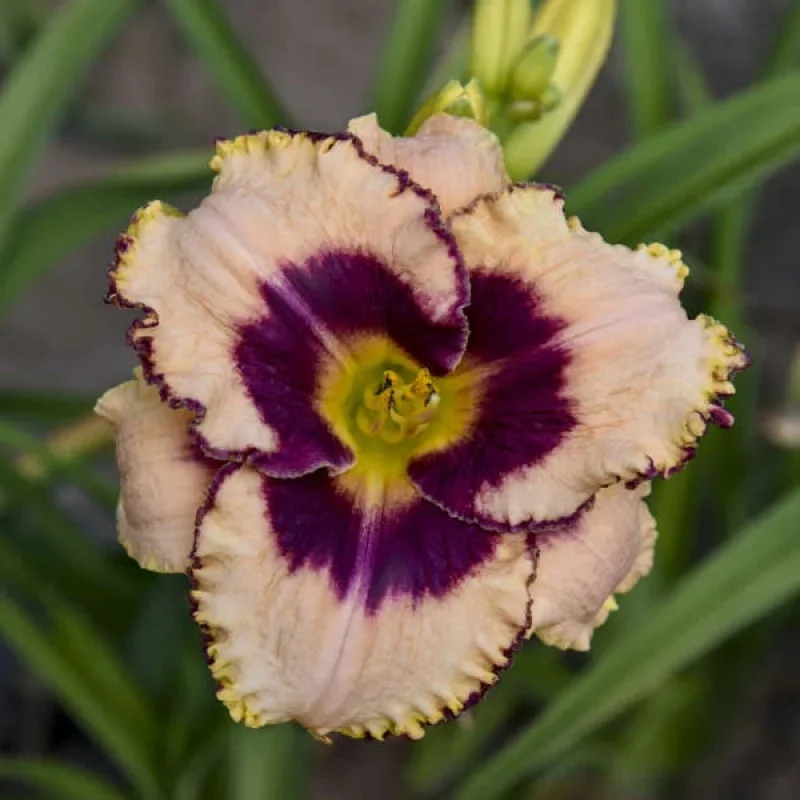 Daylily