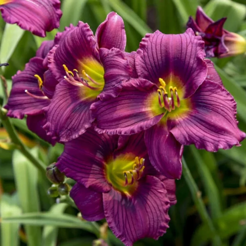 Daylily