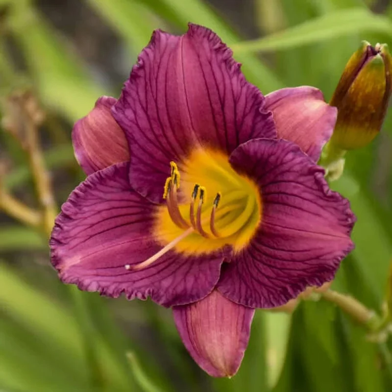 Daylily