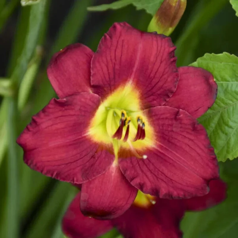 Daylily