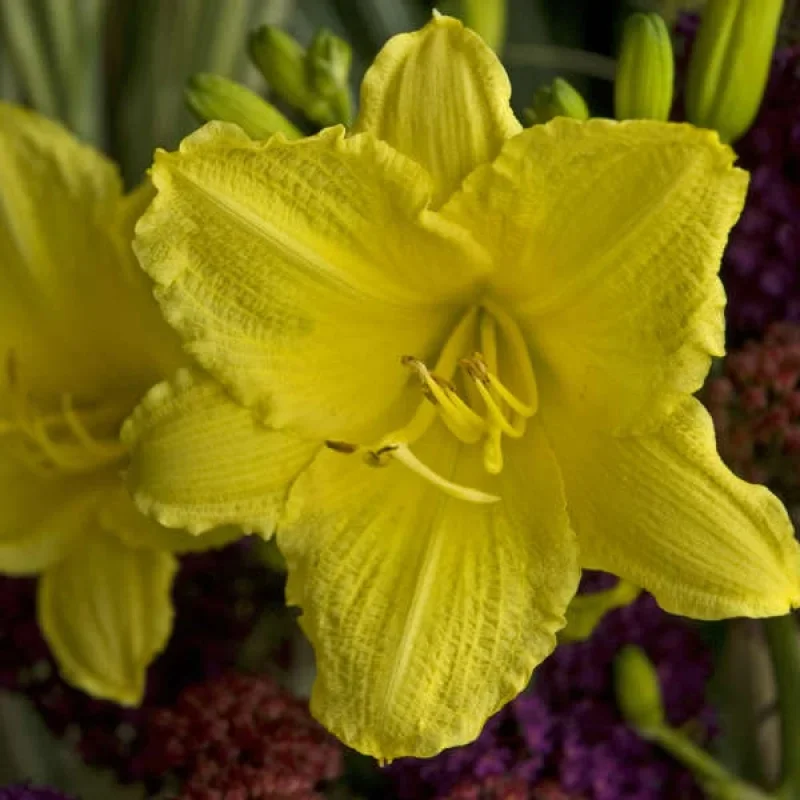 Daylily