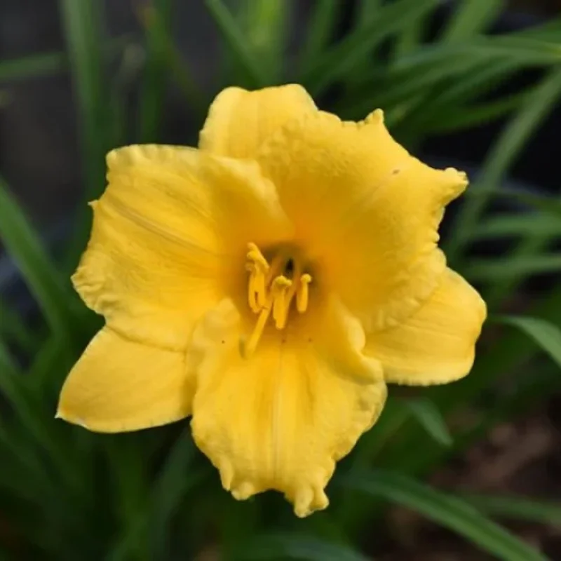 Daylily