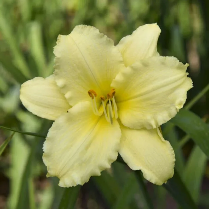 Daylily