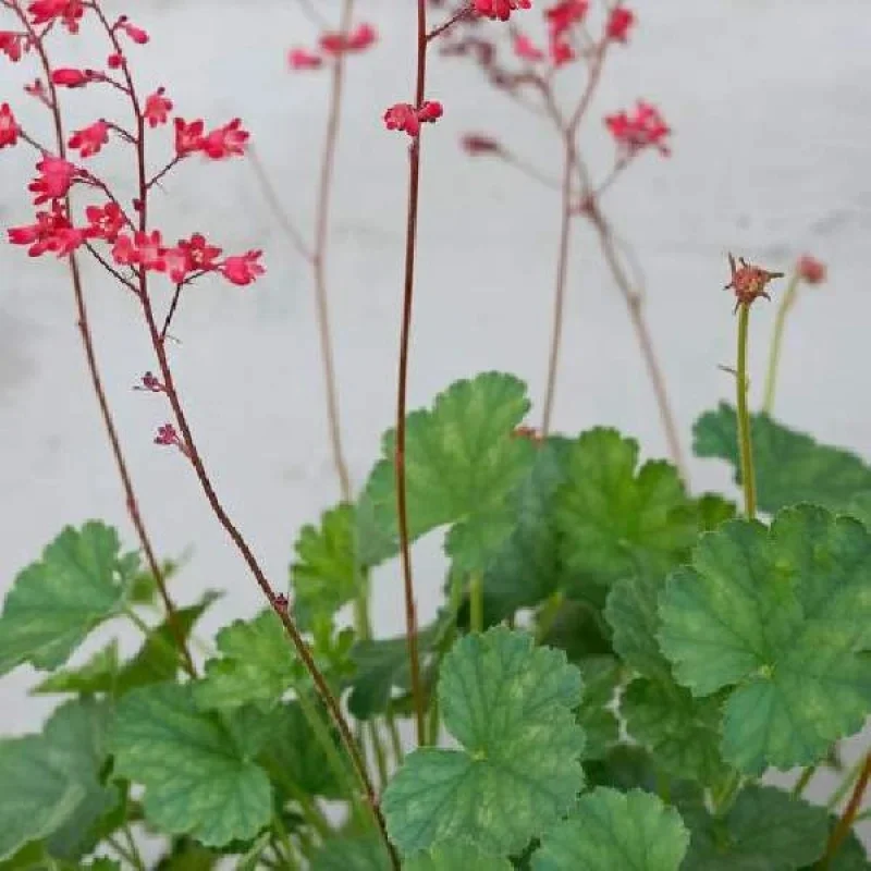 Coral Bells