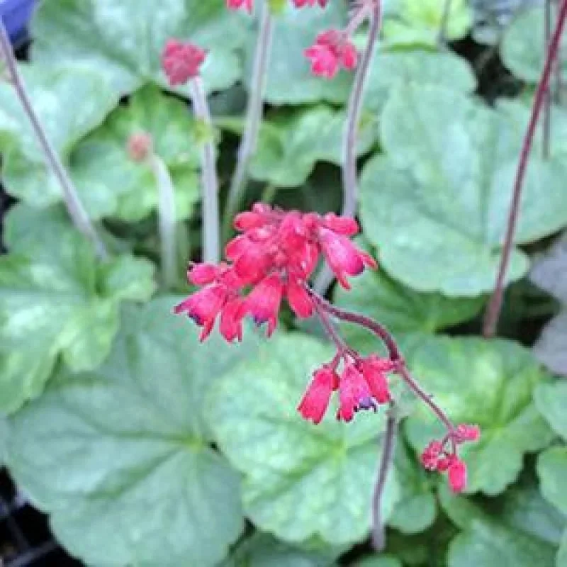Coral Bells