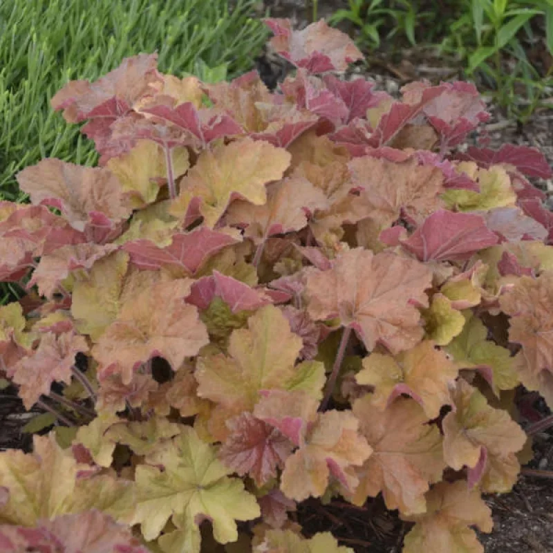 Coral Bells