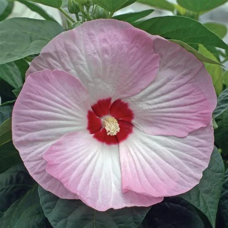 Rose Mallow