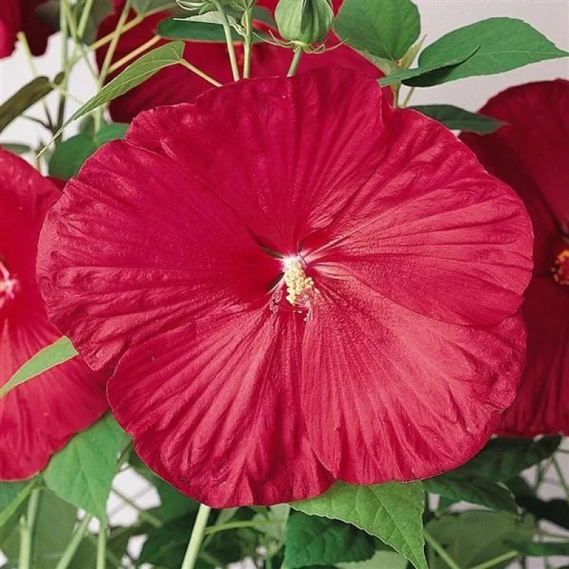 Hardy Hibiscus, Rose Mallow