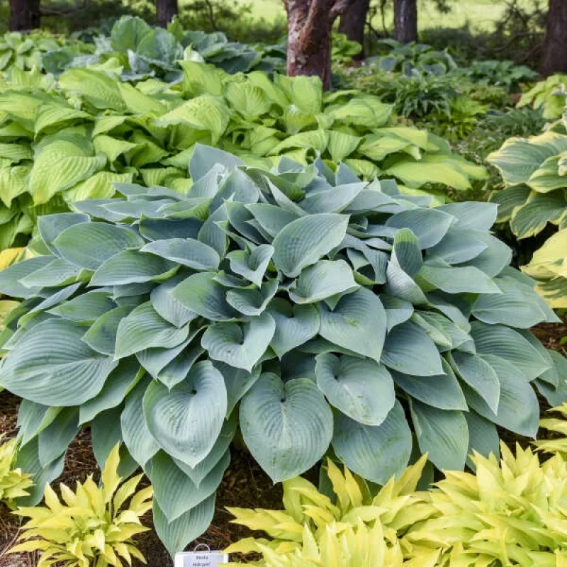 Plantain Lily