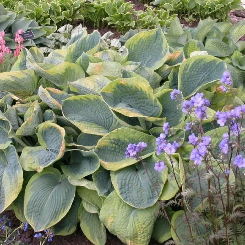 Plantain Lily