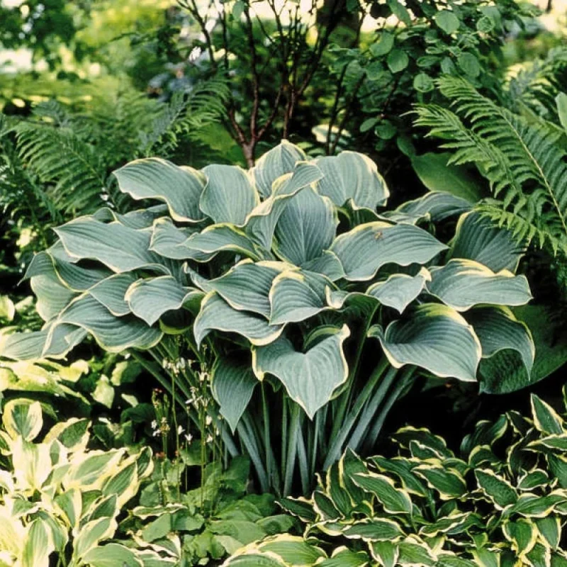Plantain Lily