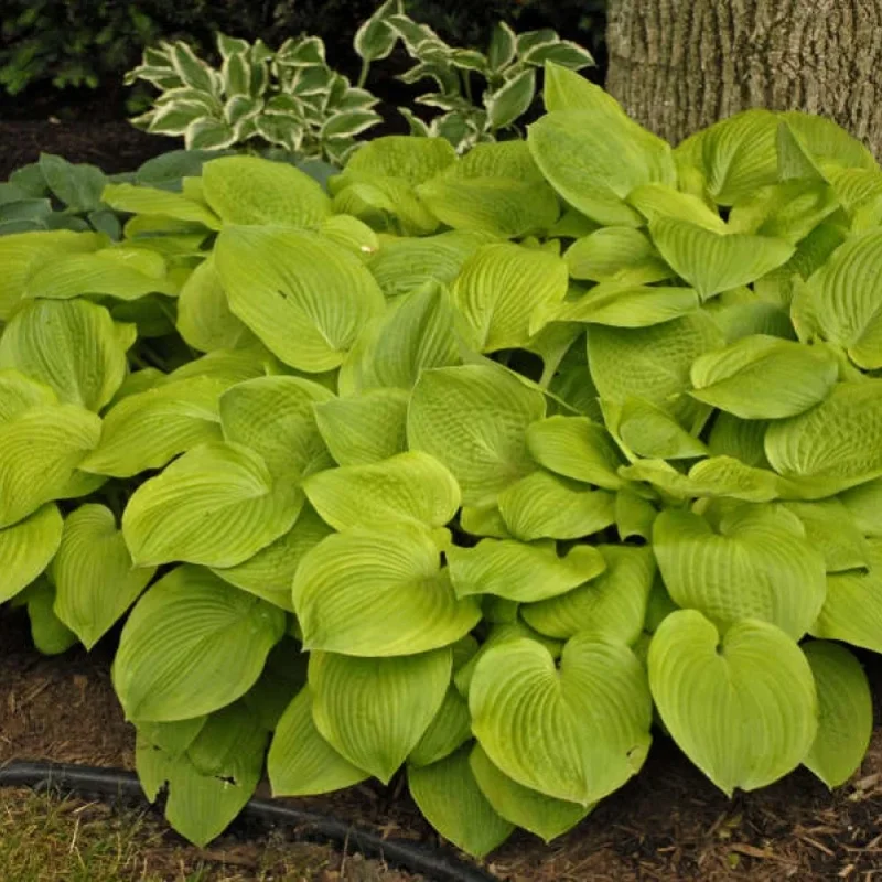 Plantain Lily