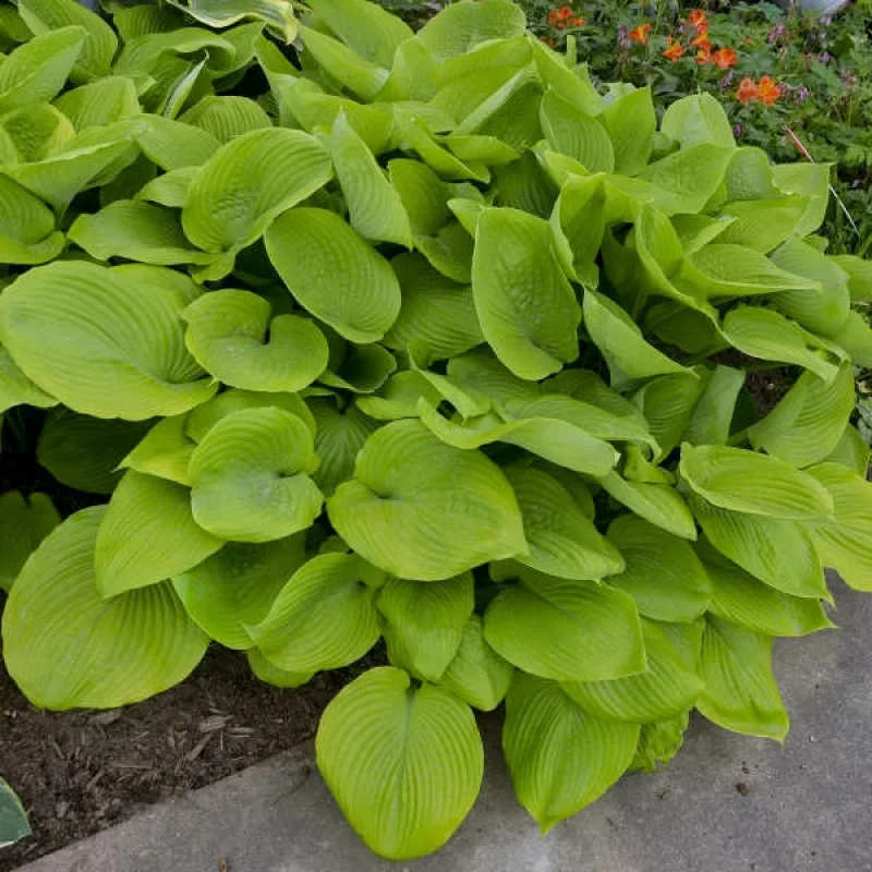 Plantain Lily