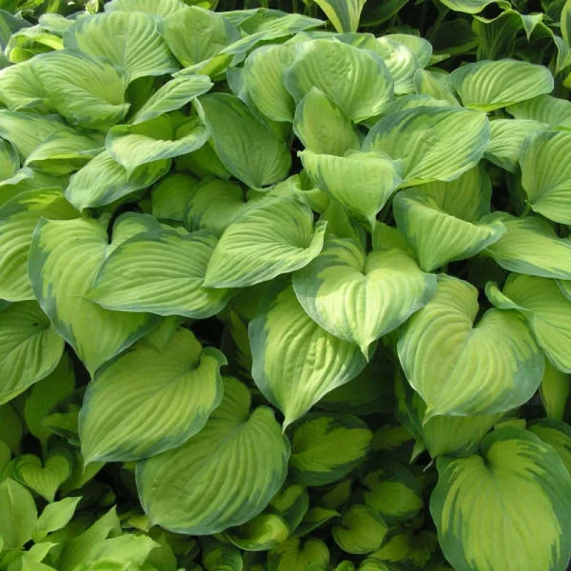 Plantain Lily