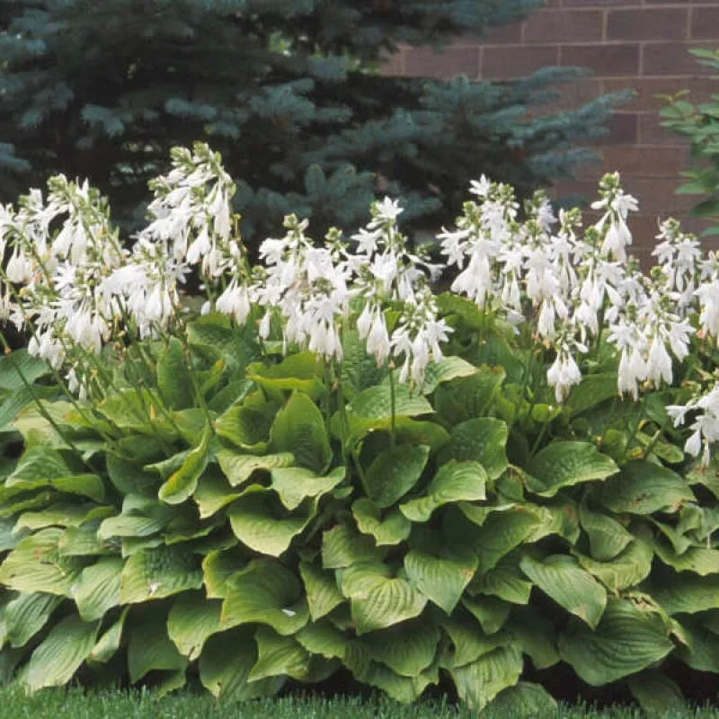 Plantain Lily